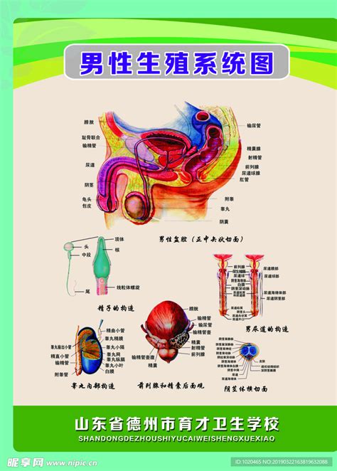 男生生殖器照片|男性生殖系统